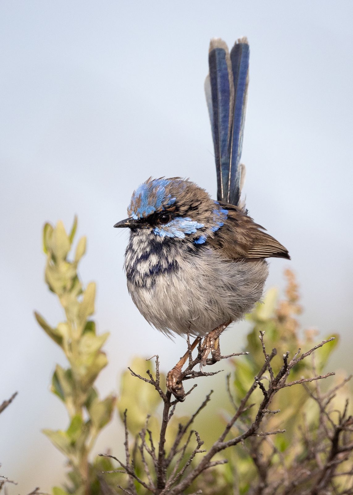 A superb fairy-wren at Freycinet National Park, Tasmania