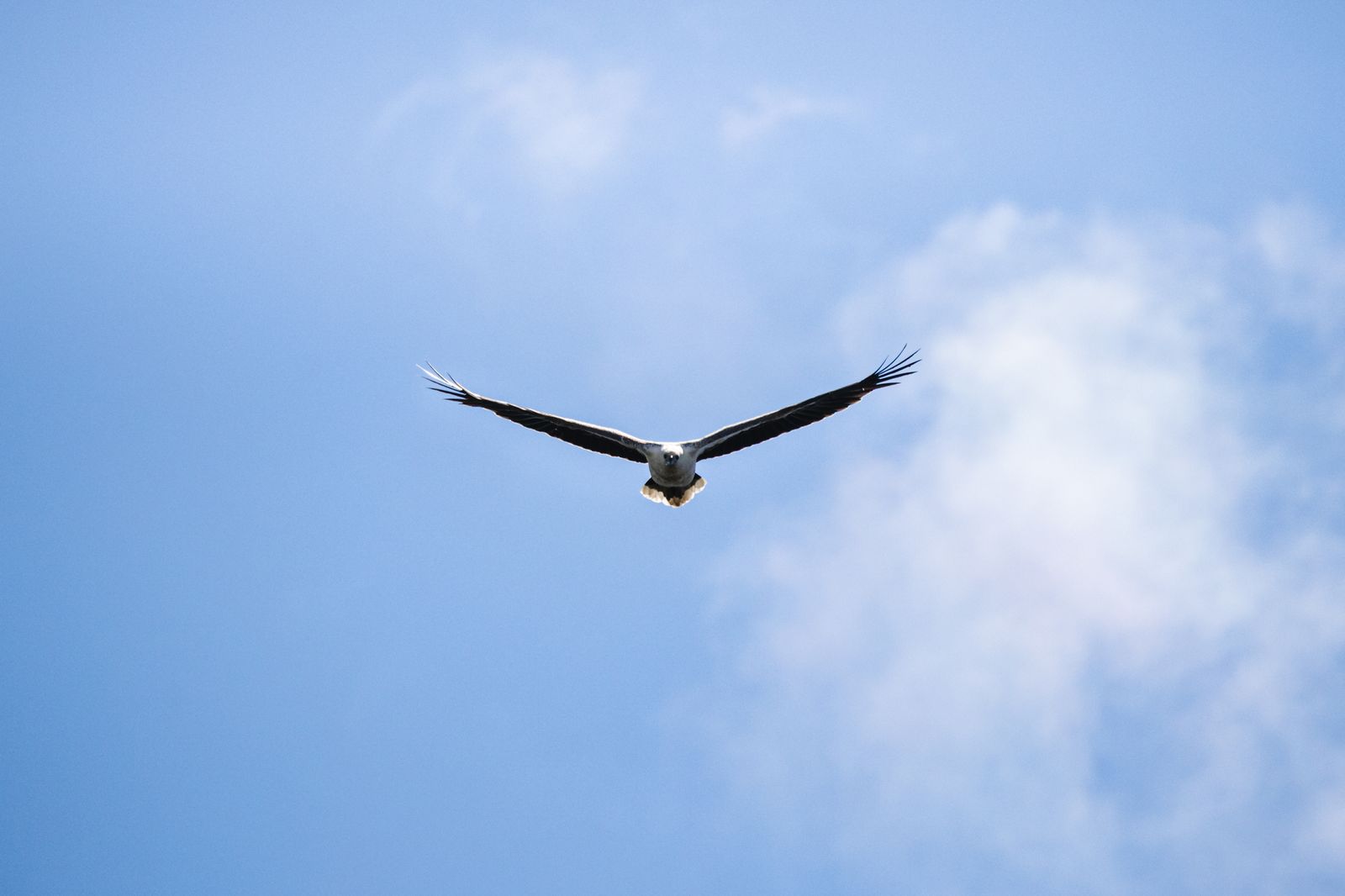 A sea eagle soaring over Bruny Island, Tasmania